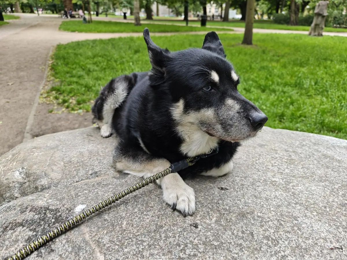 Original photo of a dog in a park