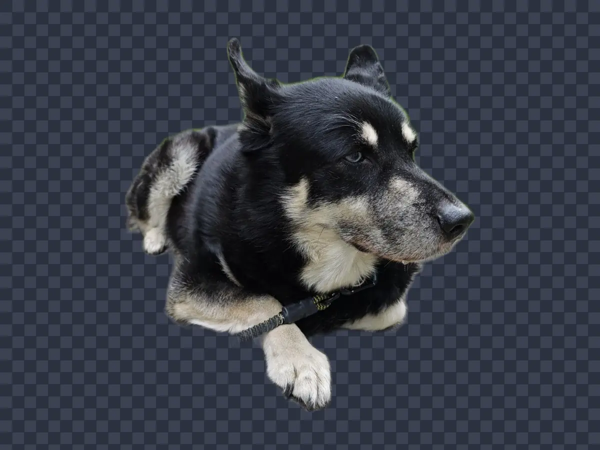 Dog cut-out shown on a checkerboard to prove transparency