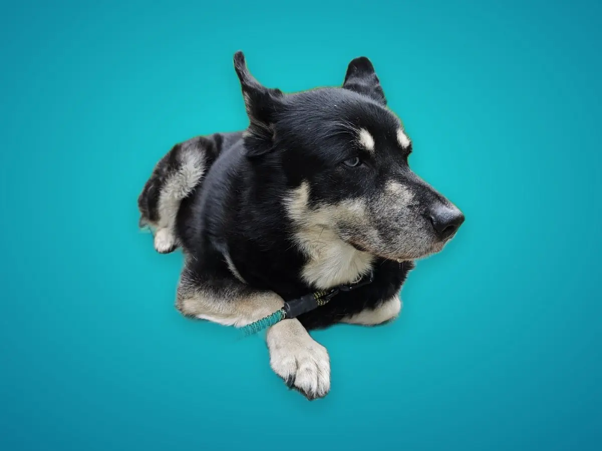 Dog cut-out on a bold cyan background