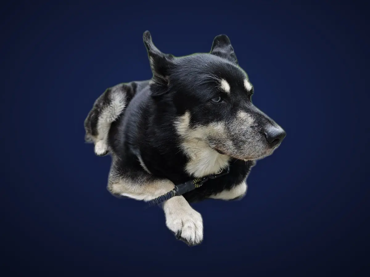 The same photo with its background removed by on-device AI