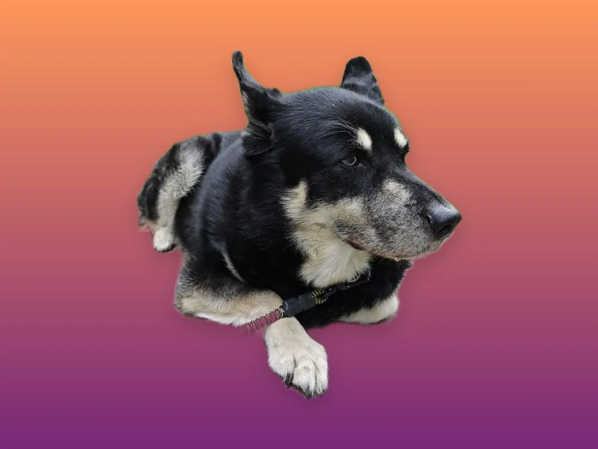 Dog cut-out on a sunset gradient background