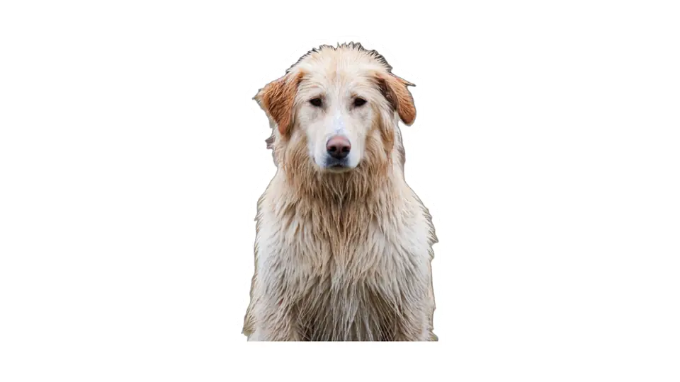 A cut-out subject with a thick white contour, sticker style