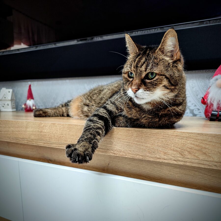 Helena the cat, stretched out and relaxed on a wooden shelf