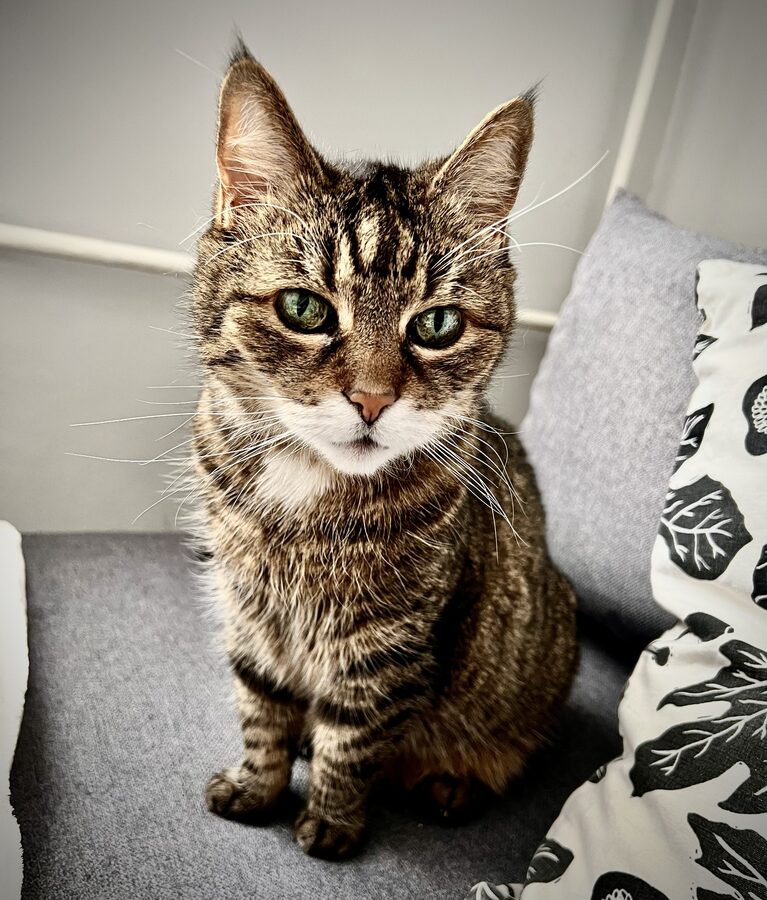 Helena, a green-eyed tabby cat, sitting and looking at the camera