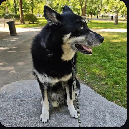 The original photo on the canvas: a black and tan dog sitting on a rock in a park