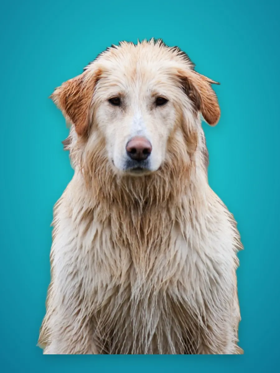 Dog cut-out on a bold cyan background