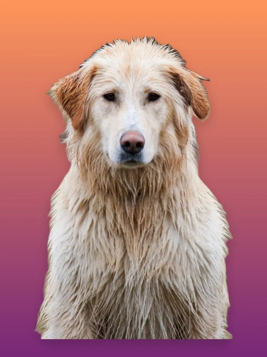 Dog cut-out on a sunset gradient background