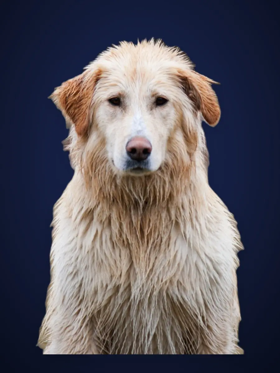 The same photo with its background removed by on-device AI
