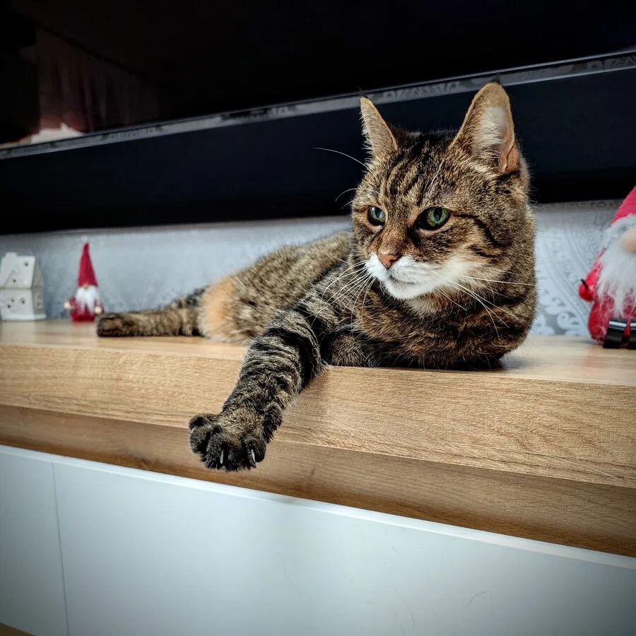 Helena the cat, stretched out and relaxed on a wooden shelf
