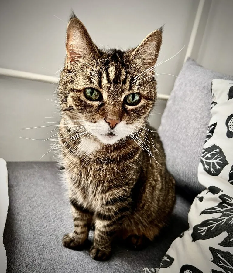 Helena, a green-eyed tabby cat, sitting and looking at the camera