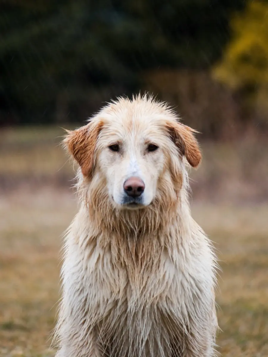 Original photo of a dog in a park